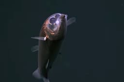 Expedição registra imagens raras de peixe-olho-de-barril no Atlântico